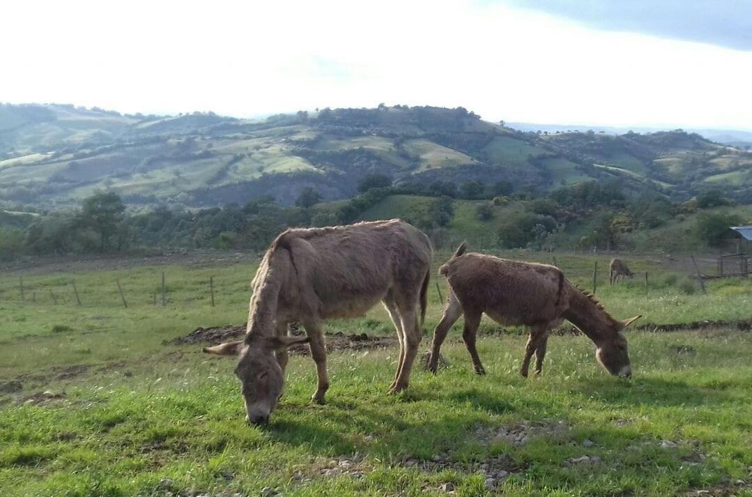 Agriturismo Meridiana Cana Eksteriør bilde